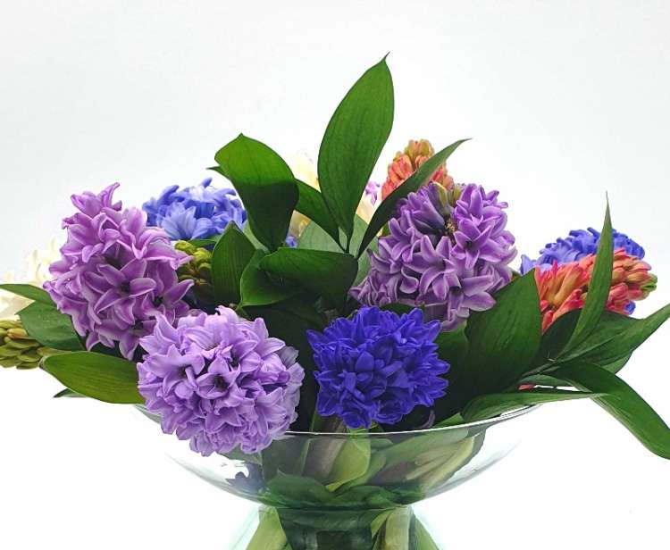 HEAVENLY SCENTED HYACINTHS Thumbnail